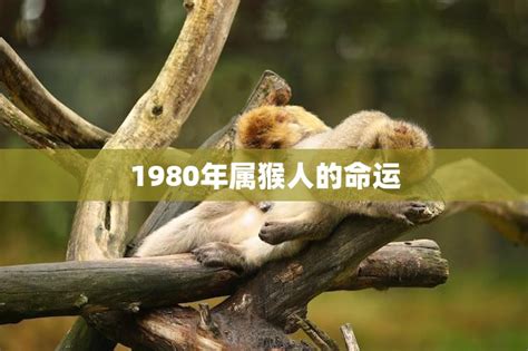 1992年属猴人的命运